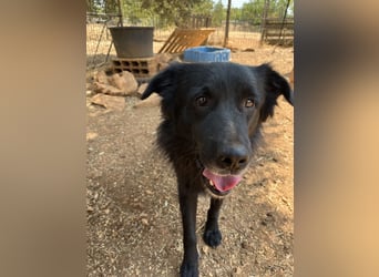 CICCIO   ein echter Schatz sucht sein FürImmerZuhause