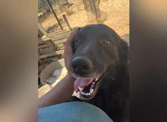 CICCIO   ein echter Schatz sucht sein FürImmerZuhause