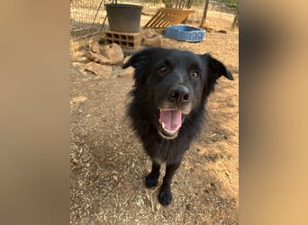 CICCIO   ein echter Schatz sucht sein FürImmerZuhause