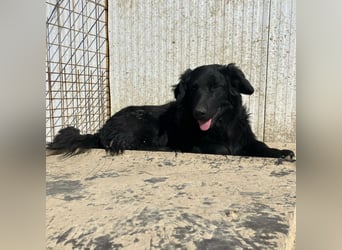 Ćiro ein Familienhund für Kinder