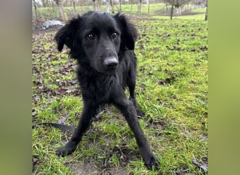 Pierro ein gebrochener Engel