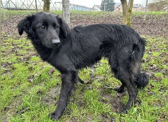 Pierro ein gebrochener Engel