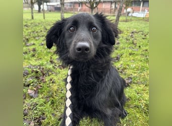 Pierro ein gebrochener Engel