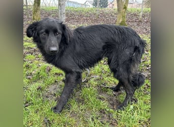 Pierro ein gebrochener Engel