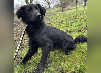 Pierro ein gebrochener Engel