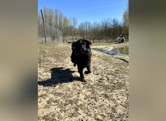 Keks, Flat Coated Retriever, sucht ein Zuhause für seinen Lebensabend