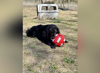 Keks, Flat Coated Retriever, sucht ein Zuhause für seinen Lebensabend