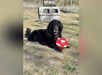 Keks, Flat Coated Retriever, sucht ein Zuhause für seinen Lebensabend