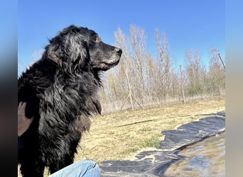Keks, Flat Coated Retriever, sucht ein Zuhause für seinen Lebensabend