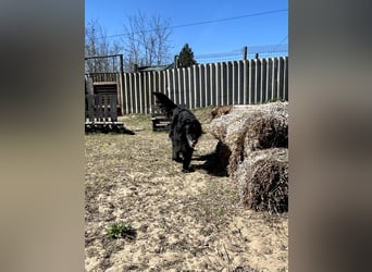 Keks, Flat Coated Retriever, sucht ein Zuhause für seinen Lebensabend
