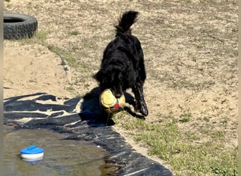 Keks, Flat Coated Retriever, sucht ein Zuhause für seinen Lebensabend