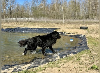Keks, Flat Coated Retriever, sucht ein Zuhause für seinen Lebensabend