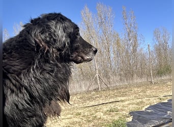 Keks, Flat Coated Retriever, sucht ein Zuhause für seinen Lebensabend