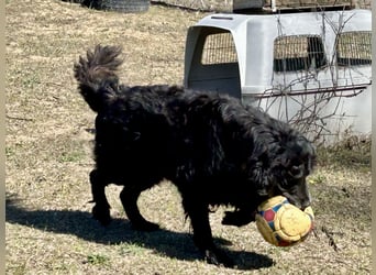 Keks, Flat Coated Retriever, sucht ein Zuhause für seinen Lebensabend