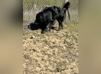 Keks, Flat Coated Retriever, sucht ein Zuhause für seinen Lebensabend