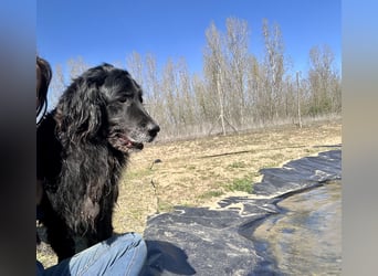 Keks, Flat Coated Retriever, sucht ein Zuhause für seinen Lebensabend