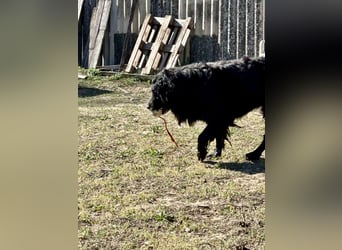 Keks, Flat Coated Retriever, sucht ein Zuhause für seinen Lebensabend