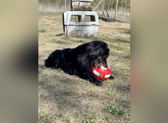 Keks, Flat Coated Retriever, sucht ein Zuhause für seinen Lebensabend