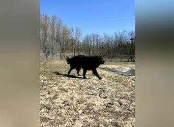 Keks, Flat Coated Retriever, sucht ein Zuhause für seinen Lebensabend