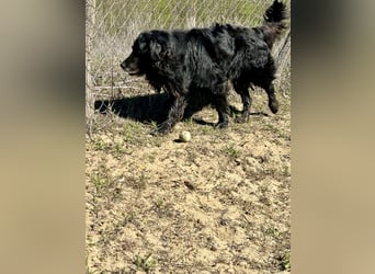 Keks, Flat Coated Retriever, sucht ein Zuhause für seinen Lebensabend
