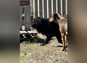 Keks, Flat Coated Retriever, sucht ein Zuhause für seinen Lebensabend