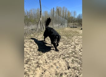 Keks, Flat Coated Retriever, sucht ein Zuhause für seinen Lebensabend