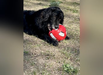 Keks, Flat Coated Retriever, sucht ein Zuhause für seinen Lebensabend