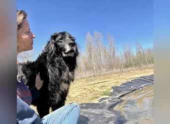 Keks, Flat Coated Retriever, sucht ein Zuhause für seinen Lebensabend