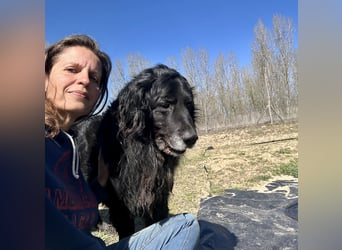 Keks, Flat Coated Retriever, sucht ein Zuhause für seinen Lebensabend