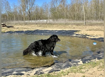 Keks, Flat Coated Retriever, sucht ein Zuhause für seinen Lebensabend