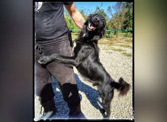 Batman - lieb, fröhlich und agil - sucht seine Menschen