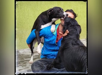 Batman - lieb, fröhlich und agil - sucht seine Menschen