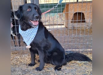 liebebedürftiger Familienhund MACI - 5 Jahre, 56cm/25kg - Flat Coated Retriever