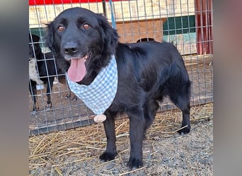 liebebedürftiger Familienhund MACI - 5 Jahre, 56cm/25kg - Flat Coated Retriever