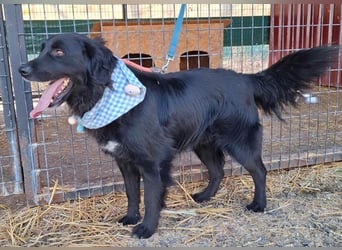 liebebedürftiger Familienhund MACI - 5 Jahre, 56cm/25kg - Flat Coated Retriever