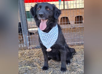 liebebedürftiger Familienhund MACI - 5 Jahre, 56cm/25kg - Flat Coated Retriever