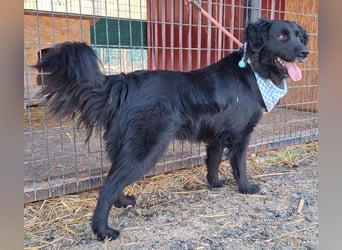 liebebedürftiger Familienhund MACI - 5 Jahre, 56cm/25kg - Flat Coated Retriever