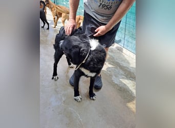 hübscher Retriever Mischlings-Rüde Cody sucht ein Zuhause oder Pflegestelle