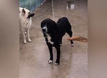 hübscher Retriever Mischlings-Rüde Cody sucht ein Zuhause oder Pflegestelle