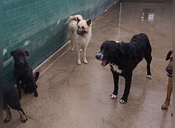 hübscher Retriever Mischlings-Rüde Cody sucht ein Zuhause oder Pflegestelle