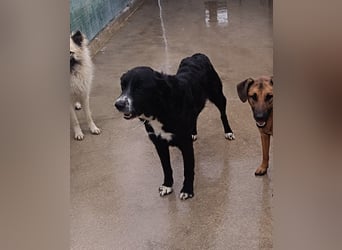 hübscher Retriever Mischlings-Rüde Cody sucht ein Zuhause oder Pflegestelle