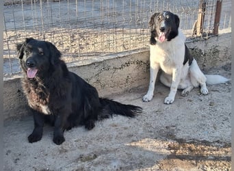 Fetizia - liebt Wasser