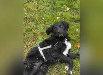 Vincent: einfach nur Klasse