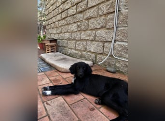 Vincent: einfach nur Klasse