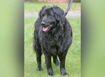 Merlin 58cm geb 06/2022 Flat Coated Retriever Mix wartet in 29690 Schwarmstedt
