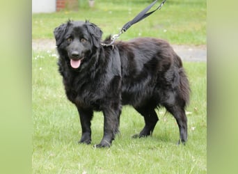 Merlin 58cm geb 06/2022 Flat Coated Retriever Mix wartet in 29690 Schwarmstedt