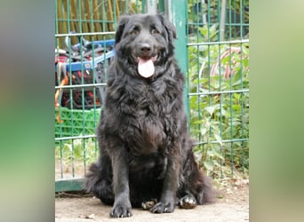 Merlin 58cm geb 06/2022 Flat Coated Retriever Mix wartet in 29690 Schwarmstedt