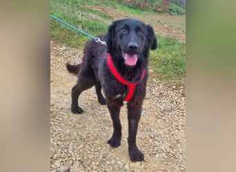 Norbert 57cm geb. 01/2024 retrieverähnlich ist superlieb