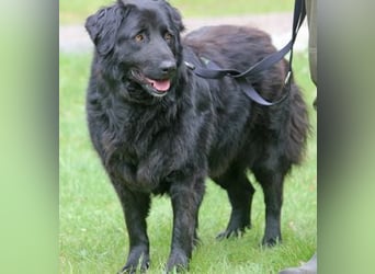Merlin 58cm geb 06/2022 Flat Coated Retriever Mix wartet in 29690 Schwarmstedt