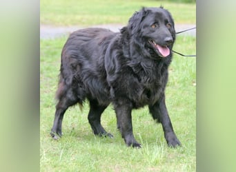 Merlin 58cm geb 06/2022 Flat Coated Retriever Mix wartet in 29690 Schwarmstedt